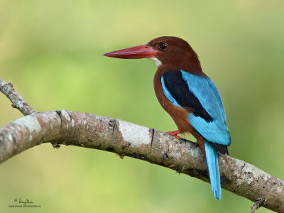 White-throated Kingfisher at Subic rainforest