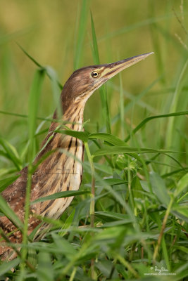 Cinnamon Bittern 

Scientific name: Ixobrychus cinnamomeus 

Habitat: Ricefields, marshes and mangroves. 

[CANDABA WETLANDS, PAMPANGA, 40D + 500 f4 IS + 1.4x TC, bean bag, uncropped full frame/resized] 

