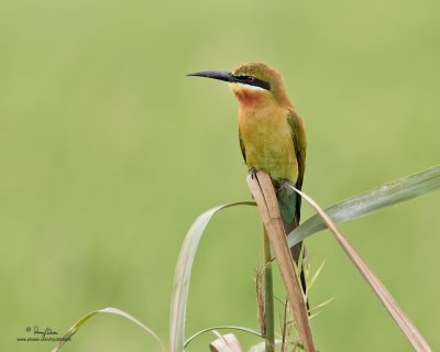 Blue-tailed Bee-eater 

Scientific name - Merops philippinus 

Habitat - Open country usually associated with water along rivers, marshes and ricefields. 

[CANDABA WETLANDS, PAMPANGA, 1DM2 + 500 f4 IS, bean bag]
