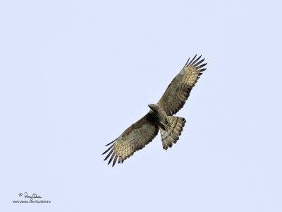 Oriental Honeybuzzard 

Scientific name - Pernis ptilorhynchus philippensis (endemic race) 

Habitat - Seen soaring above or near forest below 1500 m 

[QUEZON NATIONAL PARK, 1DM2 + 500 f4 IS + Canon 1.4x TC, manual exposure, 475B/3421 support] 

