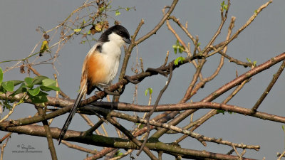 Long-tailed Shrike 

Scientific name - Lanius schach 

Habitat - Open country and scrub. 

[UP-DILIMAN, QUEZON CITY, 5D2 + Sigmonster (Sigma 300-800 DG) + Canon 2x TC, 1600 mm, 475B/3421 support, grabbed from 1920x1080 video capture, uncropped full frame, processed and resized to 1280x720] 
