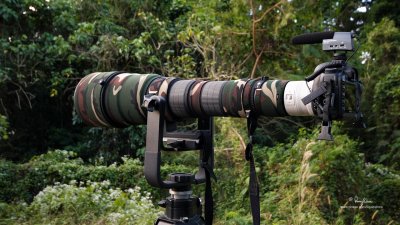 MY HD VIDEO RIG VISITS SUBIC RAINFOREST. I snap a shot of my bird filming rig during a lull in birding at Subic rainforest. 
The rig consists of a Canon 5DM2, Sigmonster (Sigma 300-800 DG), Canon 2x TC, Sennheiser MKE 400 mini-shotgun mic, 
Manfrotto 475B tripod + 3421 gimbal head, and Sandisk Extreme III 16 GB (30 Mbps) CF cards.

[20D + Sigma 10-20, hand held]