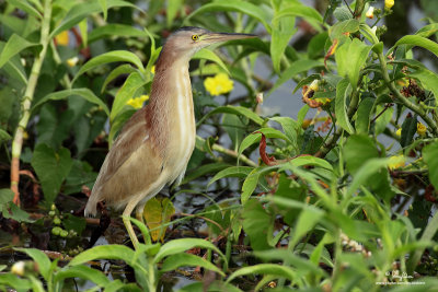 Yellow Bittern 

Scientific name - Ixobrychus sinensis 

Habitat - Freshwater wetlands. 

[5DM2 + 500 f4 L IS + Canon 2x TC, 475B/3421 support, uncropped full frame resized to 1200x800] 
