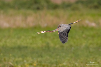 Purple Heron 

Scientific name - Ardea purpurea 

Habitat - Fairly common in all types of wetlands. 

[CANDABA WETLANDS, 1DM2 + 500 f4 L IS + Canon 1.4x TC, 475B/3421 support] 
