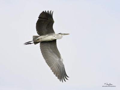 Grey Heron 

Scientific name - Ardea cinerea 

Habitat - Uncommon in wetlands. 

[CANDABA WETLANDS, 1DM2 + 500 f4 L IS + Canon 1.4x TC, 475B/3421 support] 
