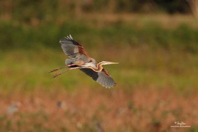 Purple Heron 

Scientific name - Ardea purpurea 

Habitat - Fairly common in all types of wetlands. 

[CANDABA WETLANDS, PHILIPPINES, 5DM2 + 500 f4 L IS + Canon 1.4x TC, 475B/3421 support, cropped  and processed] 
