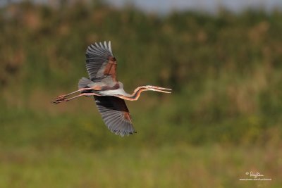 Purple Heron 

Scientific name - Ardea purpurea 

Habitat - Fairly common in all types of wetlands. 

[CANDABA WETLANDS, PHILIPPINES, 5DM2 + 500 f4 L IS + Canon 1.4x TC, 475B/3421 support, cropped and processed] 
