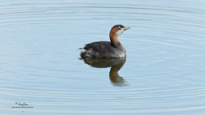 Little Grebe 

Scientific name - Tachybaptus ruficollis 

Habitat - freshwater ponds and marshes 

[CANDABA WETLANDS, 5D2 + 500 F4 L IS + Canon 2x, 1000 mm,
Manfrotto 516 video head/475B tripod, grabbed from 1080p video capture, processed and resized to 1280x720]