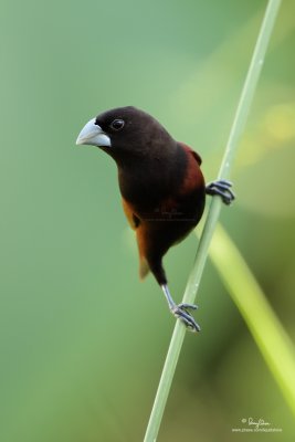 Chestnut Munia 

Scientific name: Lonchura atricapilla 

Habitat: Ricefields, grasslands and open country. 

[PARANAQUE CITY, 5DM2 + 100-400 L IS, hand held] 
