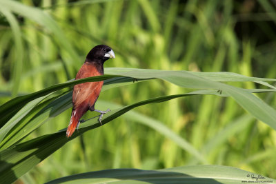 Chestnut Munia 

Scientific name: Lonchura atricapilla 

Habitat: Ricefields, grasslands and open country. 

[PARANAQUE CITY, 40D + Sigma 18-200 OS, hand held, major crop resized to 1200x800)
