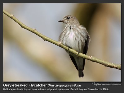 Grey-streaked_Flycatcher-IMG_4389.jpg