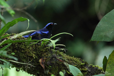 Philippine Fairy-Bluebird 
(a Philippine endemic) 

Scientific name - Irena cyanogaster cyanogaster 

Habitat - forest canopy, below 1500 m. 

[SIERRA MADRE, SAN LUIS, AURORA, 5D2+ 500 f4 IS + Canon 1.4x TC, bean bag] 
