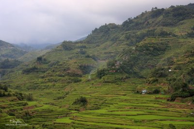 Banaue Rice Terraces - 40D + Sigma 18-200 OS, hand held, uncropped FF resized to 1200x800