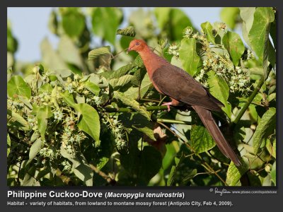 Philippine_Cuckoo-Dove-IMG_2810.jpg