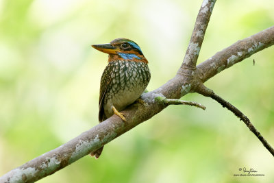 Spotted Wood-kingfisher 
(a Philippine endemic, male) 

Scientific name - Actenoides lindsayi 

Habitat - Lowland forest understory, perches motionless in dark recesses. 

[MT. MAKILING, LAGUNA, 5D2 + Sigmonster, 475B/3421 support] 

