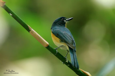 Mangrove Blue Flycatcher 

Scientific name - Cyornis rufigastra blythi (endemic race) 

Habitat - Disturbed forest, early second growth and in the lowlands. 

[Canon 5D2 + Sigmonster (Sigma 300-800 DG) + Canon 2x TC + Sennheiser MKE 400 mic, 1294 mm, wide open (f/11), 
ISO 6400 (estimated) Manfrotto 475B/3421 support, available light, still grab from 1920x1080 HD footage.] 
