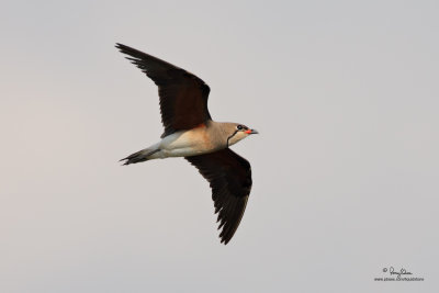 Oriental Pratincole (breeding plumage] 

Scientific name - Glareola maldivarum 

Habitat - Drier open areas, dry ricefields, pastures and plowed fields. 

[CANDABA WETLANDS, 5D2 + 500 f4 IS + Canon 1.4x TC, 475B/3421 support]
