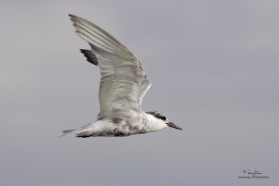 Whiskered Tern

Scientific name: Chlidonias hybridus

Habitat: Bays, tidal flats to ricefields.

[COASTAL LAGOON, MANILA BAY, 1DM2 + 400 5.6L, hand held]