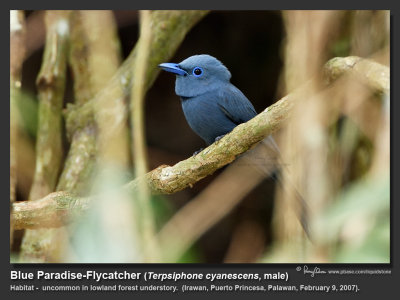 Blue Paradise-Flycatcher (male)

Scientific name - Terpsiphone cyanescens

Habitat - Uncommon in lowland forest understory. 

[20D + 500 f4 L IS + Canon 1.4x TC, tripod/gimbal head] 
