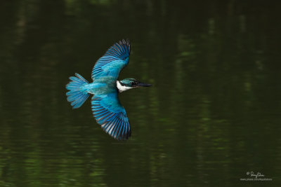 Collared Kingfisher 

Scientific name: Todiramphus chloris 

Habitat: Coastal areas to open country, but seldom in forest 

[PINAGBAYANAN, SAN JUAN, BATANGAS, 5DM2 + 500 f4 IS + Canon 1.4x TC, 475B/3421 support] 
