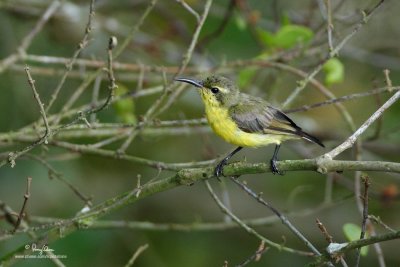 Olive-backed Sunbird (Female) 

Scientific name - Nectarinia jugularis 

Habitat - Common lowland sunbird 

[PINAGBAYANAN, SAN JUAN, BATANGAS, 5DM2 + 500 f4 IS, 475B/3421 support] 
