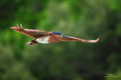 Rufous Night-Heron 

Scietific name - Nycticorax caledonicus 

Habitat - Marshes, rice paddies, mangroves. 

[PINAGBAYANAN, SAN JUAN, BATANGAS, 5DM2 + 500 f4 IS, hand held]

