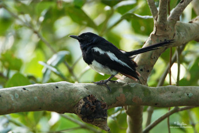 Oriental Magpie-Robin (Male) 

Scientific name - Copsychus saularis deuteronymus (endemic race)

Habitat - Uncommon, in all levels of second growth and cultivated areas in the lowlands. 

[PINAGBAYANAN, SAN JUAN, BATANGAS, 5DM2 + 500 f4 IS + Canon 1.4x TC, 475B/3421 support] 