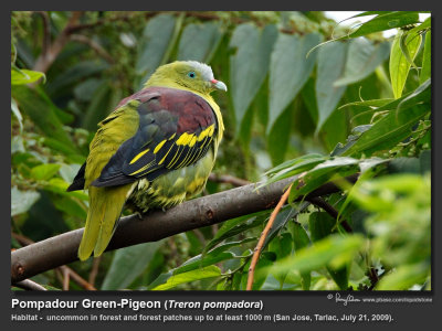 Pompadour Green-Pigeon (Treron pompadora, resident)

Habitat - Uncommon in forest and forest patches up to at least 1000 m.

Shooting info - San Jose, Tarlac, July 21, 2009, 5D2 + 500 f4 IS + 1.4x TC, 700 mm, f/6.3, 1/125 sec, ISO 640, bean bag 
