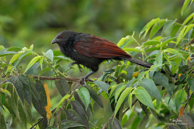 Philippine Coucal 
(a Philippine endemic ) 

Scientific name - Centropus viridis 

Habitat - Common from grasslands to forest up to 2000 m. 

[TARLAC ECO-TOURISM PARK, TARLAC PROVINCE, 5D2 + 500 f4 IS + 1.4x TC, bean bag] 
