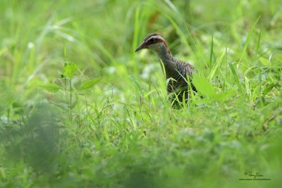 Buff-banded Rail 

Scientific name - Gallirallus philippensis 

Habitat - Marshes, ricefields and open grasslands. 

[TARLAC ECO-TOURISM PARK, TARLAC PROVINCE, 5D2 + 500 f4 IS + 1.4x TC, bean bag] 