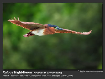 Rufous_Night-Heron-IMG_6508.jpg