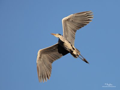 Grey Heron 

Scientific name - Ardea cinerea 

Habitat - Uncommon in wetlands. 

[CANDABA WETLANDS, PHILIPPINES, 5DM2 + 500 f4 L IS + Canon 1.4x TC, 475B/3421 support] 
