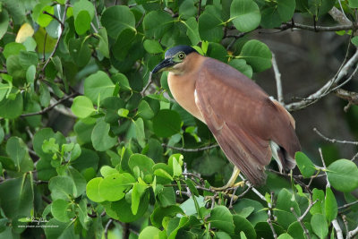 Rufous Night-Heron 

Scietific name - Nycticorax caledonicus 

Habitat - Marshes, rice paddies, mangroves. 


[PINAGBAYANAN, SAN JUAN, BATANGAS, 5DM2 + 400 2.8 IS + Canon 2x TC, 475B/3421 support]