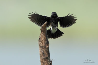 Pied Bushchat (male) 

Scientific name - Saxicola caprata 

Habitat - Drier open country, grasslands and cultivated areas.

[CANDABA WETLANDS, PAMPANGA, 5D2 + 500 f4 IS + Canon 1.4x TC II, 475B/3421 support]