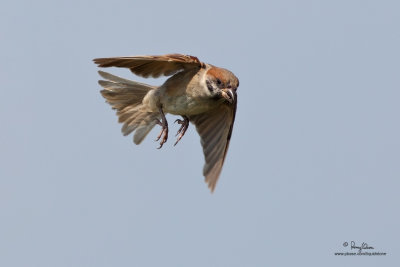 Eurasian Tree Sparrow 

Scientific name - Passer montanus 

Habitat - Common in virtually every inhabited island.

[CANDABA WETLANDS, PAMPANGA, 5D2 + 500 f4 IS + Canon 1.4x TC II, 475B/3421 support]