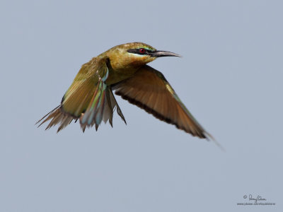 Blue-tailed Bee-eater 

Scientific name - Merops philippinus 

Habitat - Open country usually associated with water along rivers, marshes and ricefields. 

[CANDABA WETLANDS, PAMPANGA, 5D2 + 500 f4 IS + Canon 1.4x TC II, 475B/3421 support] 
