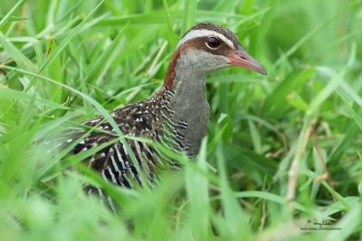 Buff-banded Rail 

Scientific name - Gallirallus philippensis philippensis (endemic ssp.)

Habitat - Marshes, ricefields and open grasslands. 

[CANDABA WETLANDS, PHILIPPINES, 5D2 + 400 2.8 L IS + Canon 2x TC, bean bag] 