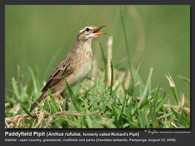 Paddyfield Pipit (Anthus rufulus, resident, formerly called Richard's Pipit) 

Habitat - On the ground in open country, grasslands, ricefields and parks. 

Shooting info - Candaba wetlands, Pampanga, August 25, 2009, 5D2 + 500 f4 L IS + Canon 1.4x TC,
700 mm, f/7.1. 1/1600 sec, ISO 400, manual exposure in available light, bean bag