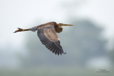 Purple Heron 

Scientific name - Ardea purpurea 

Habitat - Fairly common in all types of wetlands. 

[CANDABA WETLANDS, PAMPANGA, Canon 7D (pre-prod.) + 800 5.6 L IS, tripod/gimbal head, IS off]
