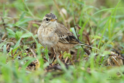 Paddyfield Pipit (formerly called Richard's Pipit) 

Scientific name - Anthus rufulus 

Habitat - On the ground in open country, grasslands, ricefields and parks. 

[CANDABA WETLANDS, PAMPANGA, Canon 7D (pre-prod.) + 500 f4 L IS + Canon 1.4x TC, bean bag, cropped/processed/resized]
