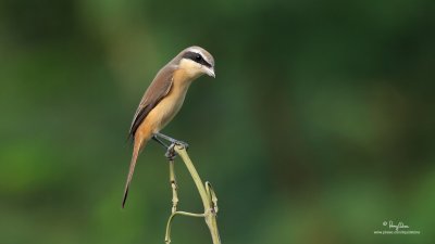 Brown Shrike 

Scientific name - Lanius cristatus 

Habitat - Common in all habitats at all elevations. 

[PARANAQUE CITY, PHILIPPINES, 5D2 + Sigmonster (Sigma 300-800 DG) + Canon 2x TC, 1600 mm, 
f/18, 1/100 sec, ISO 1000, 475B/3421 support, grabbed from 1920x1080 video capture, uncropped full frame, processed and resized to 1280x720]
