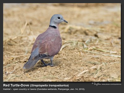 Red_Turtle-Dove-IMG_1976