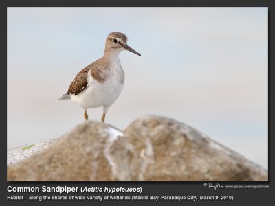 Common Sandpiper (Actitis hypoleucos) 

Habitat - Common along the shores of wide variety of wetlands. 

Shooting info - Coastal Lagoon, Manila Bay, March 9, 2010, 7D + 400 2.8 IS + Canon 2x TC, 800 mm,
f/6.3, ISO 400, 1/250 sec, manual exposure in available light, bean bag, near full frame, 13.1 m shooting distance
