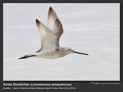 Asian_Dowitcher-IMG_5339