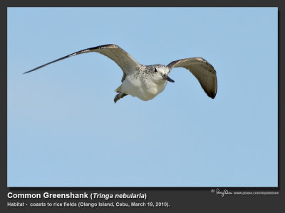 Common Greenshank (Tringa nebularia, migrant) 

Habitat - Coasts to rice fields. 

Shooting info - Olango Island, Cebu, March 19, 2010, 7D + 500 f4 IS, 3421/A-328 support, 
500 mm, f/5.6, ISO 320, 1/2000 sec, manual exposure in available light, major crop, 32.4 m distance. 