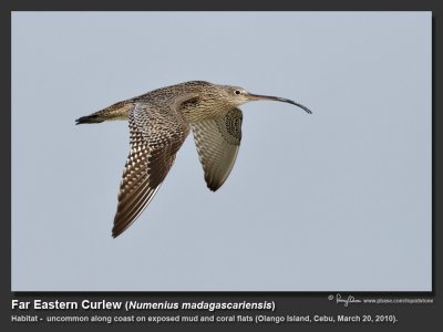 Curlews, Whimbrels and Godwits