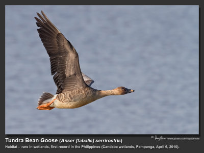 Tundra Bean Goose in flight
