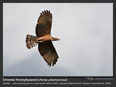 Oriental_Honeybuzzard-IMG_9224.jpg