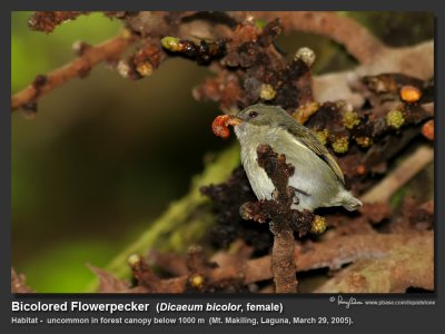 Bicolored_Flowerpecker-IMG_0786.jpg