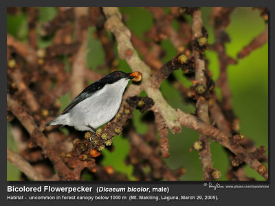 Bicolored_Flowerpecker-IMG_0778.jpg